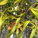 Tree Fern Basket Rotten