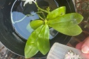 Put Aerial Roots in Pot