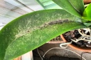 Problem Spreading to Phalaenopsis