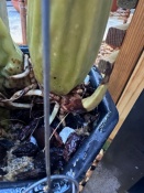 New Growth Rotting at the Tip
