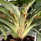 Brown Markings on Maudiae Paphs