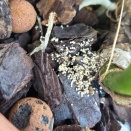 Little White Balls in Media