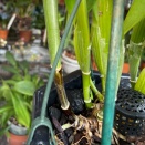 Black But Hard Cattleya Pseudobulb