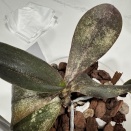 Necrotic Lesions at Cattleya Leaf Base