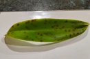 Bruise-like Spots on Cattleya Leaf