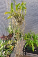 Cattleya Growing Out of Pot