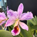 Color Break in Cattleya