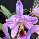 Color Break in Cattleya