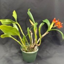 New Cattleya Growth Deformed