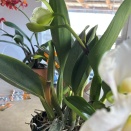Cattleya Backbulbs Yellowing