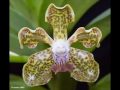 Vanda Orchid Videos