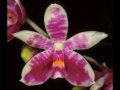 Phalaenopsis Orchid Videos